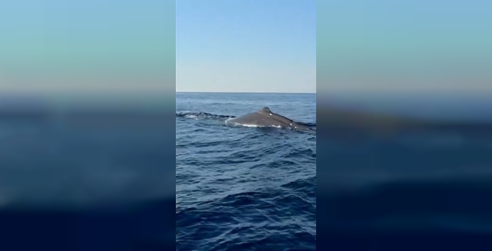 Alanya semalarında dev sürpriz: Balina görüntülendi!