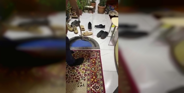 Antalya'da 'korkusuz' ev sahibi: Yılanı kapıdan çevirdi!
