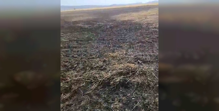 Araban ovasında dram: Hasada hazır 55 dönüm arpa, alevlere teslim oldu