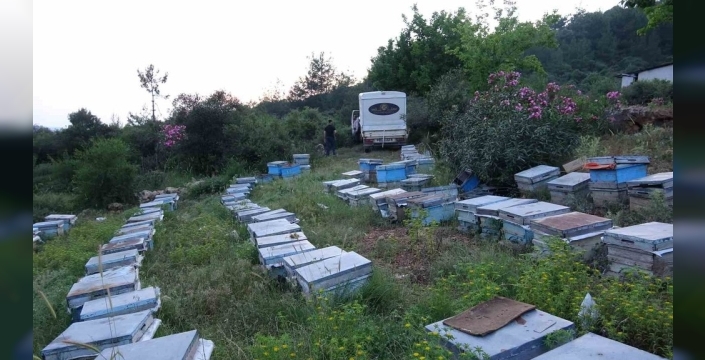 Arıcıların keven ve kekik balı için yayla macerası başladı
