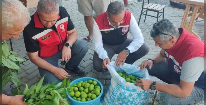 Aydın'da incir hasadı öncesi 'ilekleme' sezonu yakından mercek altında