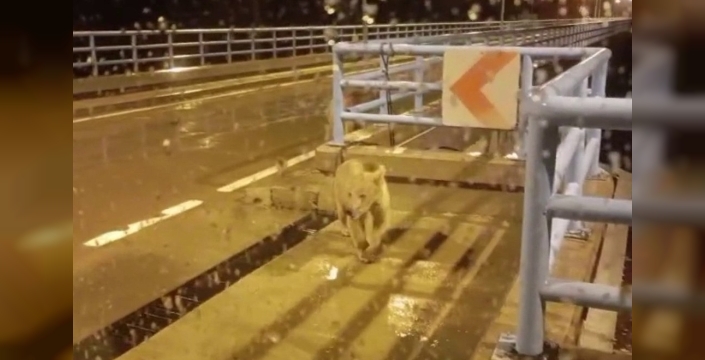 Baraj bekçisine gece sürprizi: İki ayı yavrusu kulübesine kadar geldi
