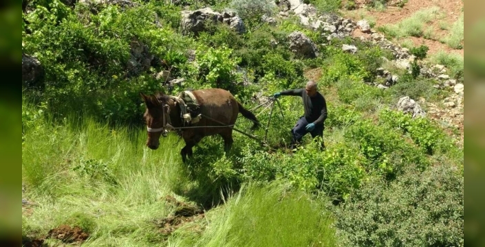 Batman'da asırlık gelenek: Atlarla çift sürme mesaisi devam ediyor