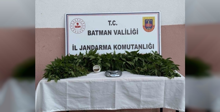 Batman'da uyuşturucu operasyonu: 3 bin 776 kök kenevir ele geçirildi