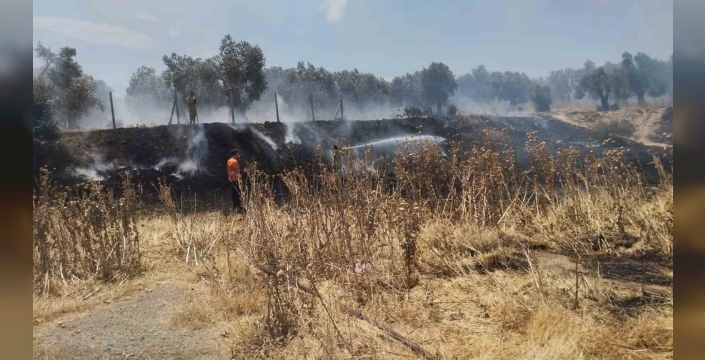 Burhaniye'deki zeytinlikleri tehdit eden örtü yangını kontrol altına alındı