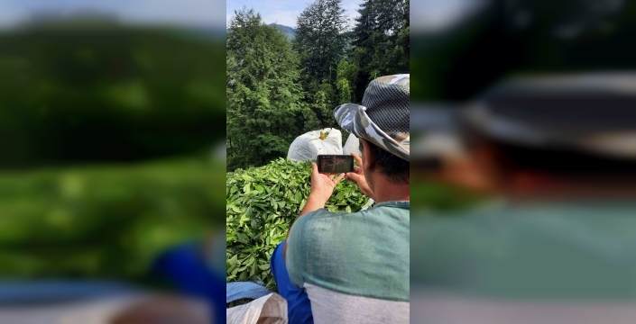 Çay bahçelerinde milli heyecan: Rize'de hasatla birlikte maç coşkusu