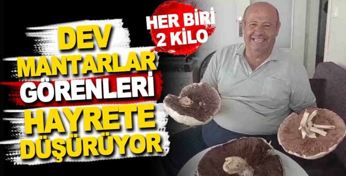 Dev mantarları gören gözlerine inanamıyor