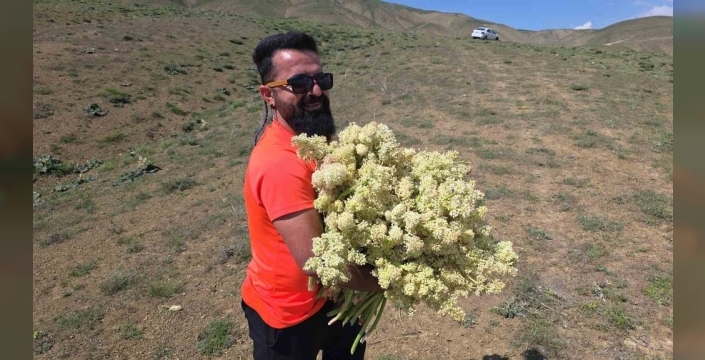 Doğanın sunduğu lezzet: Yayla muzunu vatandaş kendi elleriyle topluyor