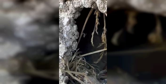 Duvarın içinden gelen cılız sesler, bir ustanın vicdanını harekete geçirdi: Kuş yavruları kurtuldu!