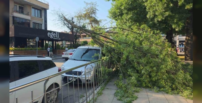 Düzce'de ağaç devrilmesi sonucu hatalı park cezası uygulandı
