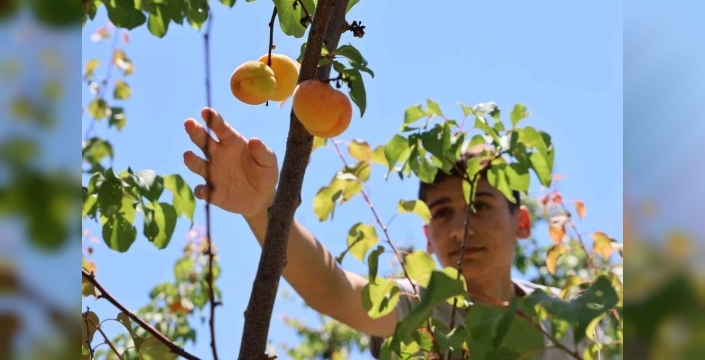 Elazığ'da don felaketinin ardından meyve ağaçlarında bereket dönemi başlıyor
