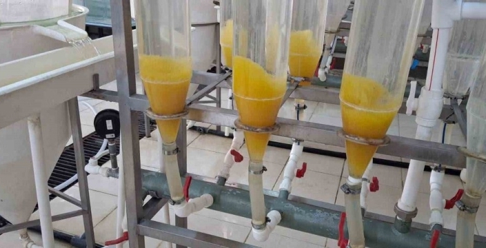 Elazığ'da şabut balığı için üretim çalışmaları başladı