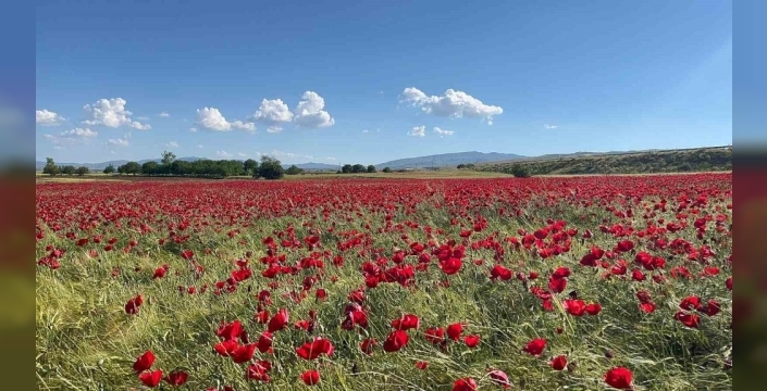 Elazığ'daki doğal gelincik tarlası, vatandaşları büyülüyor