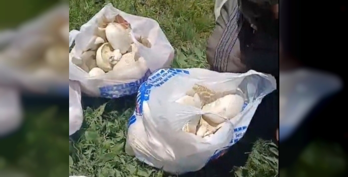 Erzurum'da sağanak sonrası mantar bereketi: 45 dakikada poşetler doldu