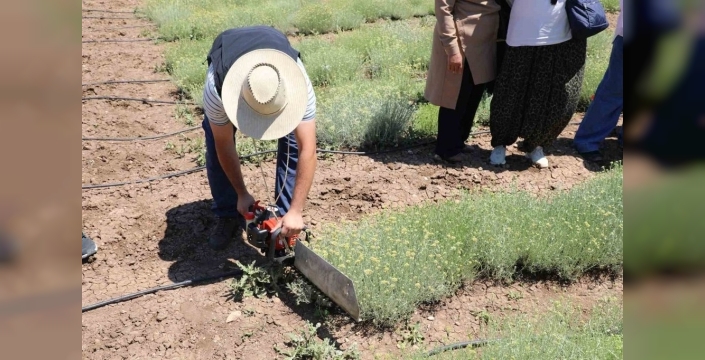 Eskişehir'de altın otu hasadı: Kadın çiftçiler sevinçle topladı