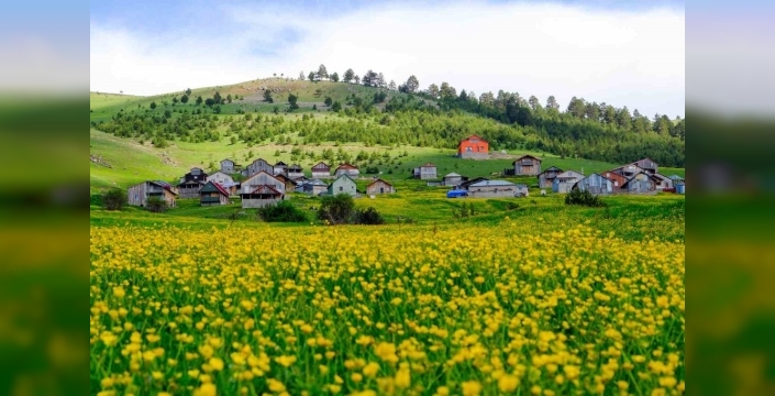 Gümüşhane'de bin 950 metrede sarı gelinlik giymiş bir yayla: Altınpınar