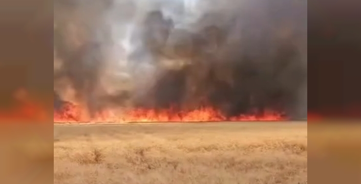 Harran'da 300 dönümlük buğday tarlası alevlere teslim oldu, hasat kül oldu