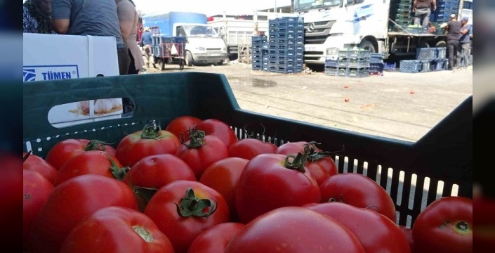 Hatay'da domates fiyatları 15 TL'ye düştü, üretim arttı