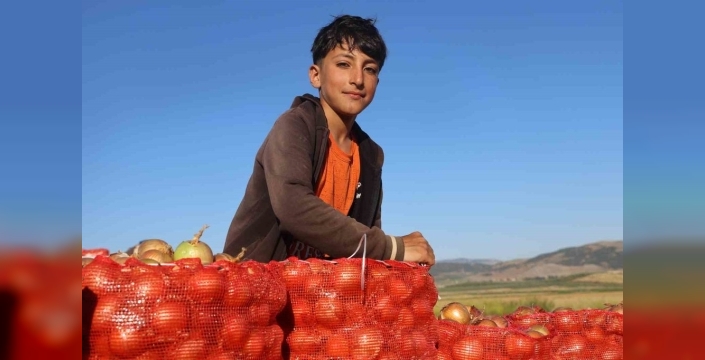 Hatay'da soğan hasadı bereketli geçiyor: Fiyatlar 30 TL'ye ulaştı