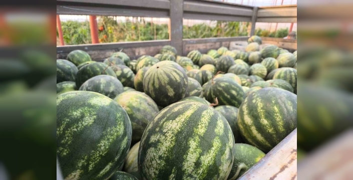 Hayırsever çiftçiden öğrenciler için 10 ton karpuz bağışı