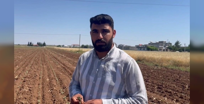 Hububat sonrası pamuk tarlaları için alarm: Zararlılar tarlaları istila ediyor!