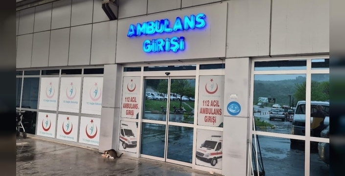 Ihlamur toplarken ağaçtan düşen yaşlı kadın hastanelik oldu!