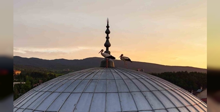 İhsangazi semalarında mest eden manzara: Leylekler gün batımını cami kubbesinde izledi