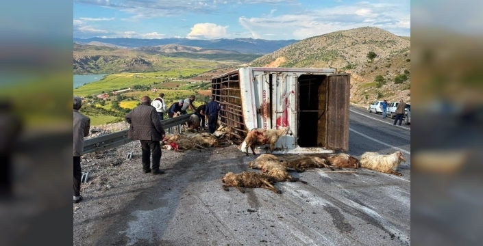 İliç'te yürek burkan kaza: Canlı hayvan yüklü kamyon devrildi, 15 koyun can verdi