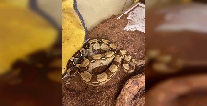 İstanbul'da evden çıkan egzotik canlılar şaşırttı: Tarantuladan dev salyangoza!