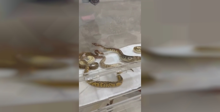 İstanbul'da yılan operasyonu: 18 piton, 21 Mısır ve 3 king yılanı ele geçirildi