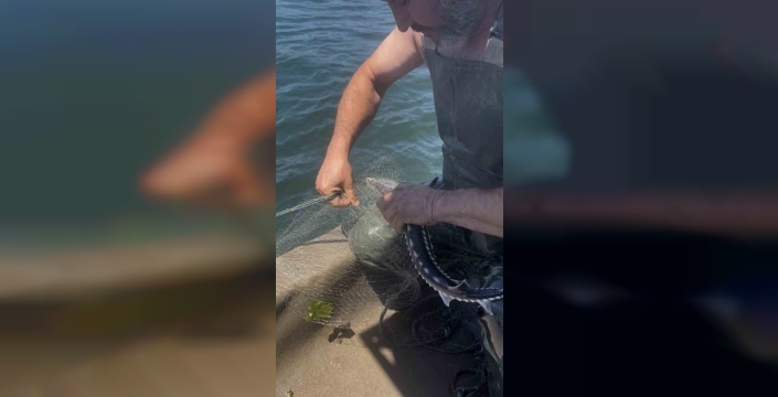 İzmit Körfezi'nde ağa takılan mersin balığı, doğaya geri salındı