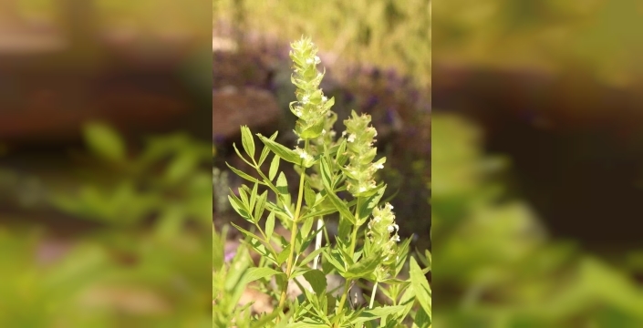 Kahramanmaraş'ta endemik Eskimayasıl çiçeği çiçek açtı