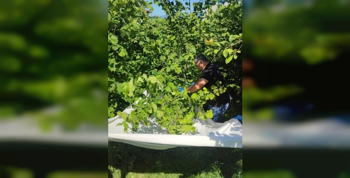 Kahverengi kokarca ile mücadelede samuray arısı seferberliği