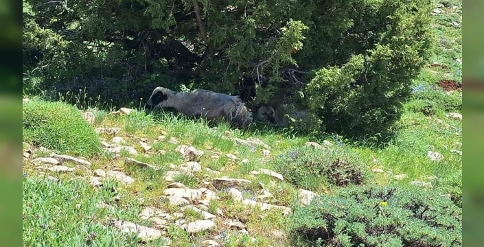 Kangal köpeği, yaylada koyunla olan dostluğuyla dikkat çekti