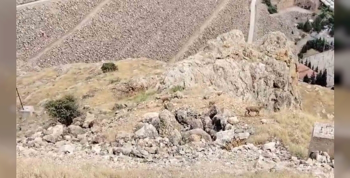 Keban'ın sarp yamaçlarından inen dağ keçisi sürüsü objektiflere takıldı