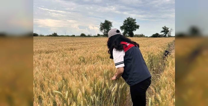 Kırklareli'nde süne alarmı: Hububat tarlalarında 'nimf' avı sürüyor