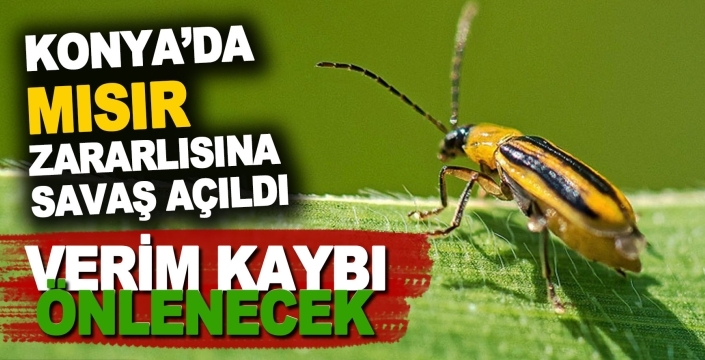 Konya’da batı mısır kök kurdu zararlısı için erken önlem