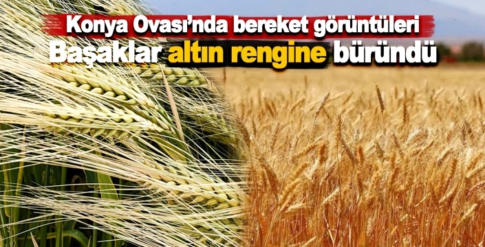 Konya Ovası’nda bereket görüntüleri: Başaklar altın rengine büründü
