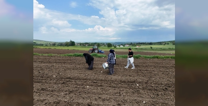 Ladik fasulyesi yeniden toprakla buluştu: Üreticilere destek devam ediyor