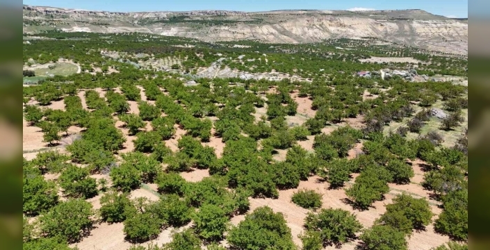 Malatya kayısısı, dünya pazarına dönüş yapmaya hazırlanıyor