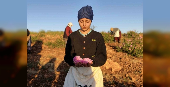 Mardin'in bereketli topraklarında kadınların elleriyle açan gül hikayesi