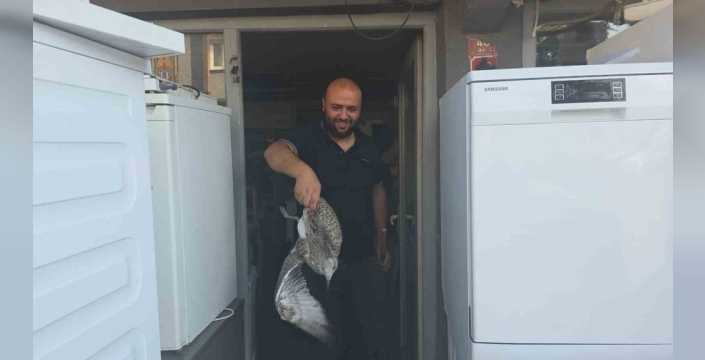 Martı yavrusu beyaz eşya dükkanında panik yarattı, tamirciler seferber oldu