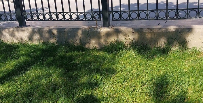 Millet bahçesinde yılan paniği