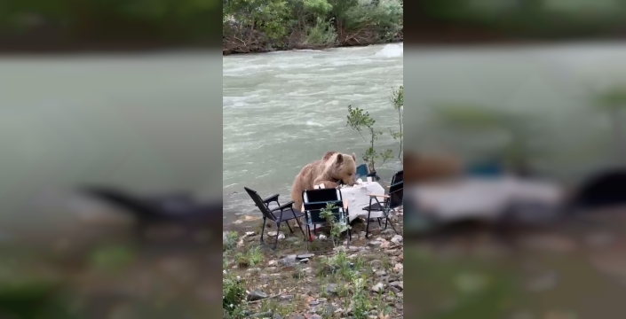 Munzur Vadisi'nde piknikçilere sürpriz misafir: Ayı sofrasına kondu!