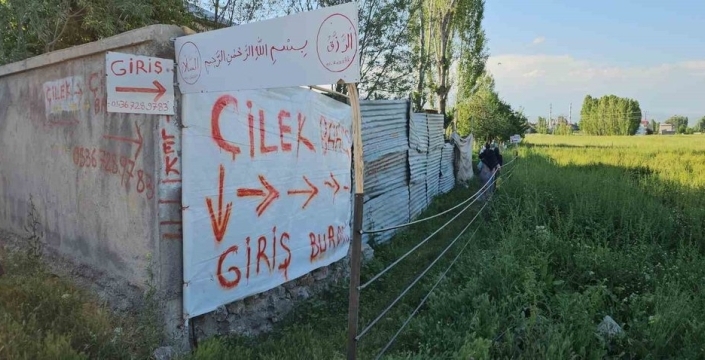 Muş'ta çilek tarlası: Hem cep hem de gönül doyuyor!