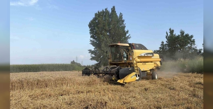 Osmaniye'de buğday hasadı başladı, dolu verimi etkiledi