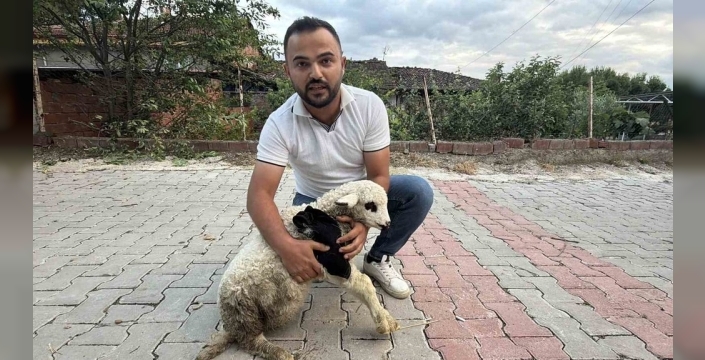 Sağlıkçıdan yaralı kuzuya şefkat eli: Alçı ve geleneksel yöntemlerle iyileşme umudu