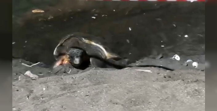 Sahilde sürpriz misafir: Caretta caretta'ya özel koruma!