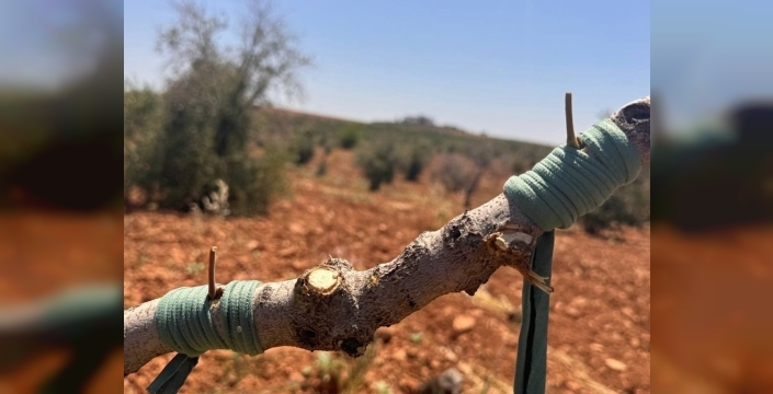 Şanlıurfa'da fıstık aşılaması sezonu açıldı
