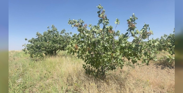 Şanlıurfa'da fıstık dalı hırsızlığına suçüstü operasyon